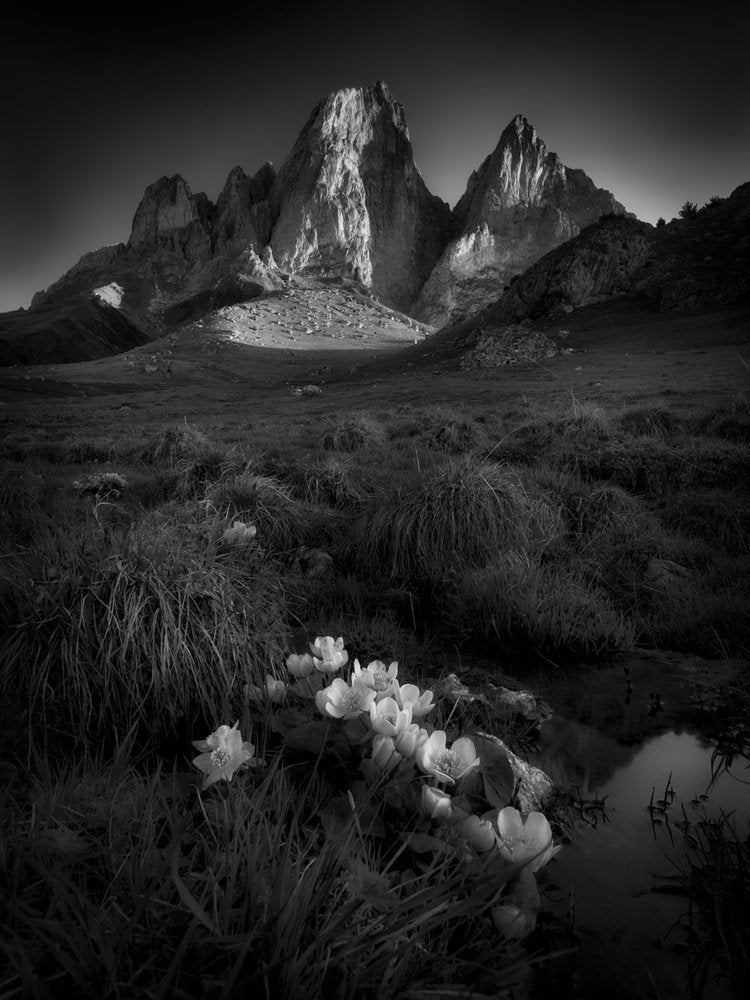 Dramatic Mountain Flowers