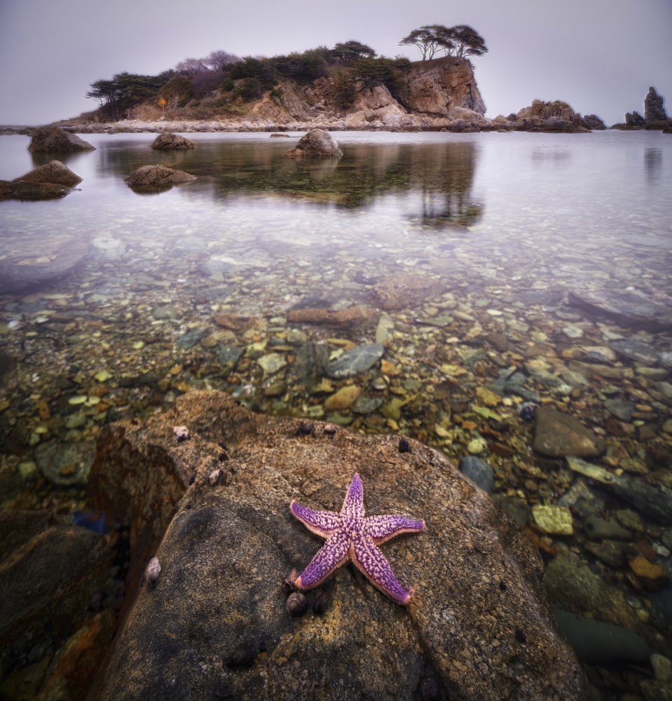 Purple Starfish Clear Waters
