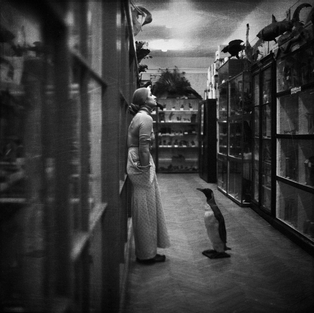 Curious Woman Penguin