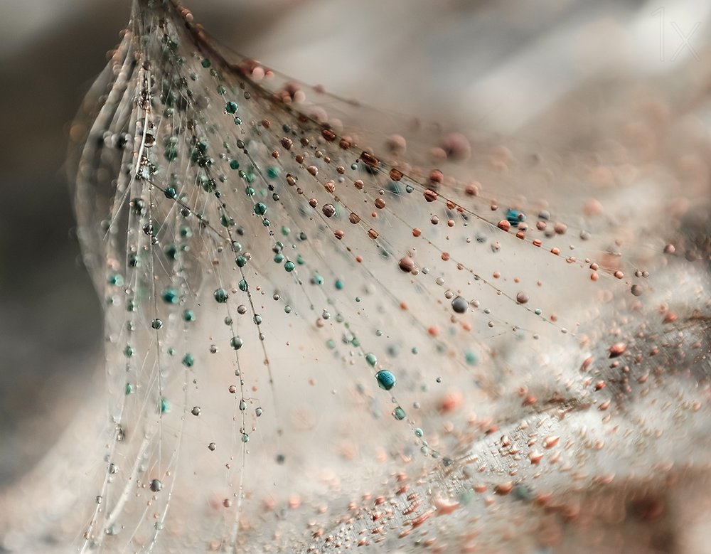 Colorful Seed Droplets