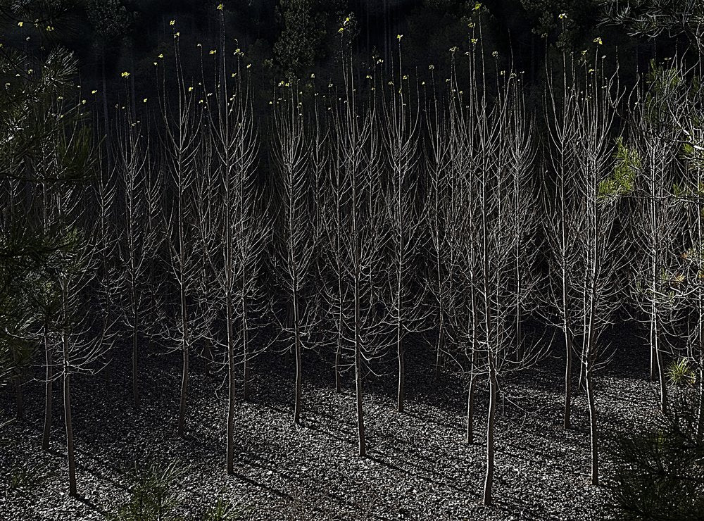 Stark Forest Shadows
