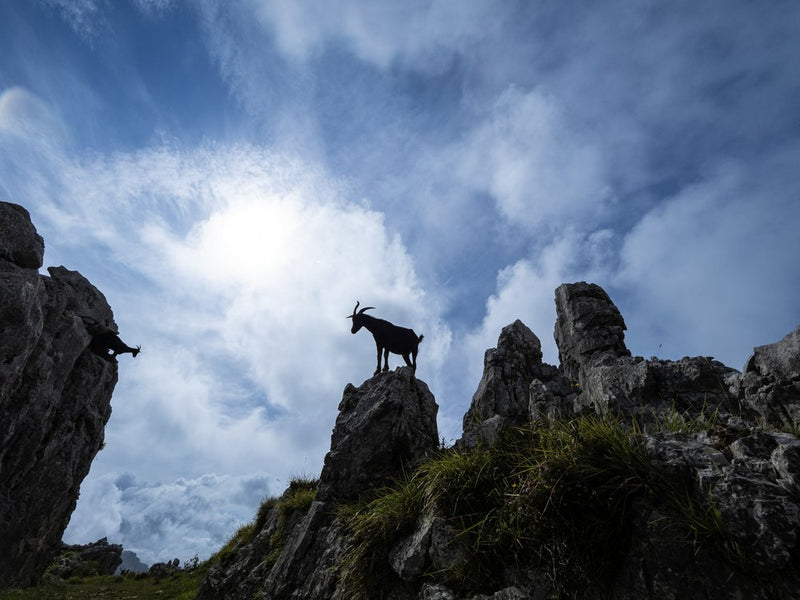 Goats On Rocky Peaks
