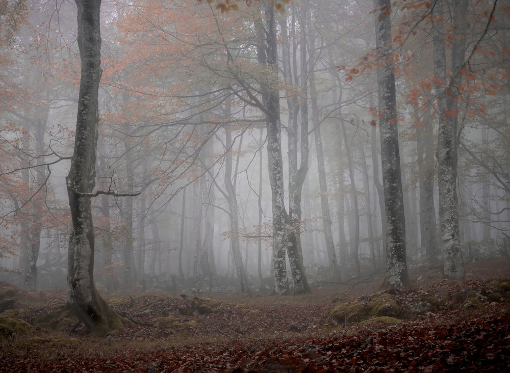 Misty Autumn Forest