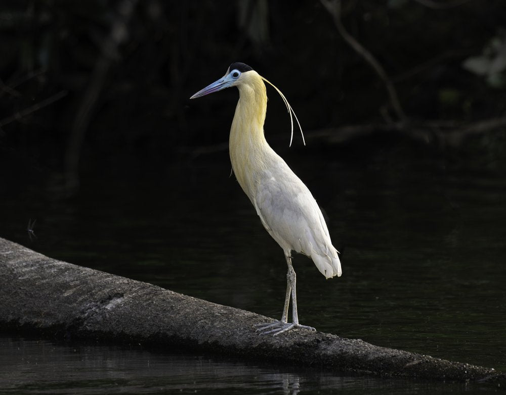 Elegant Heron on Log