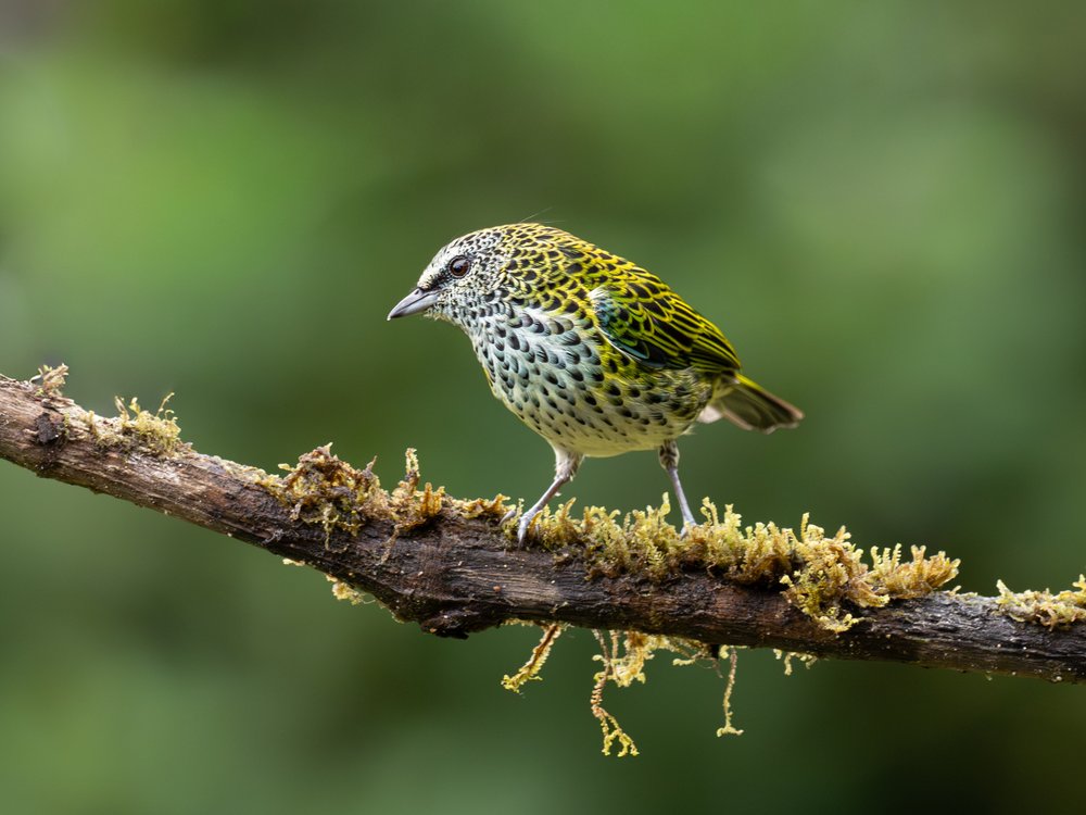 Spotted Green Tropical Bird