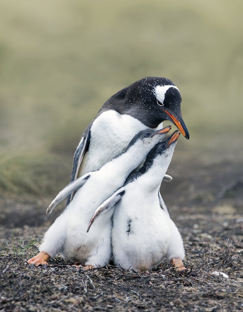 Gentoo Penguin Family