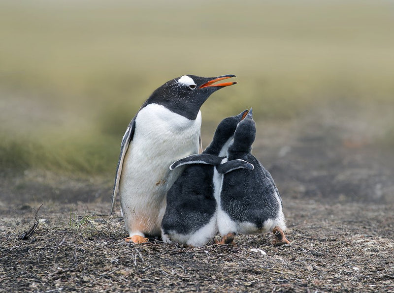 Penguin Family Moment