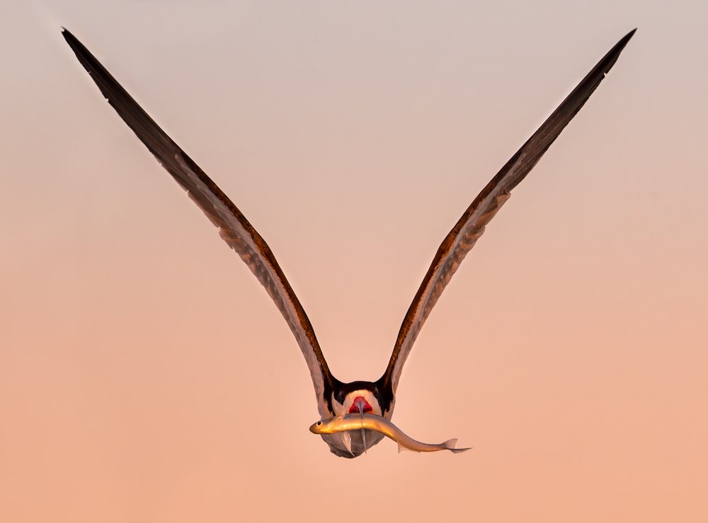 Golden Hour Osprey Flight