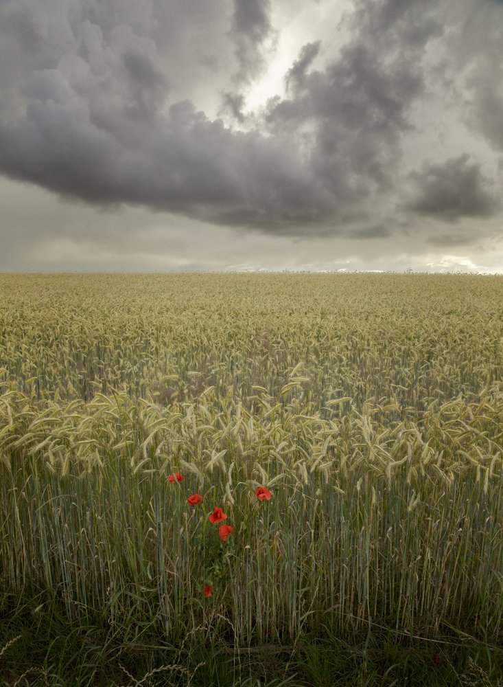 Red Poppies Dramatic Sky