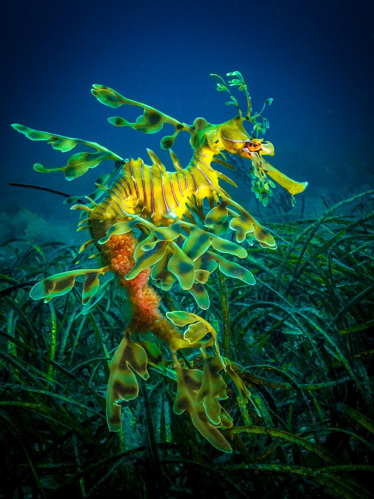 Vibrant Leafy Sea Dragon