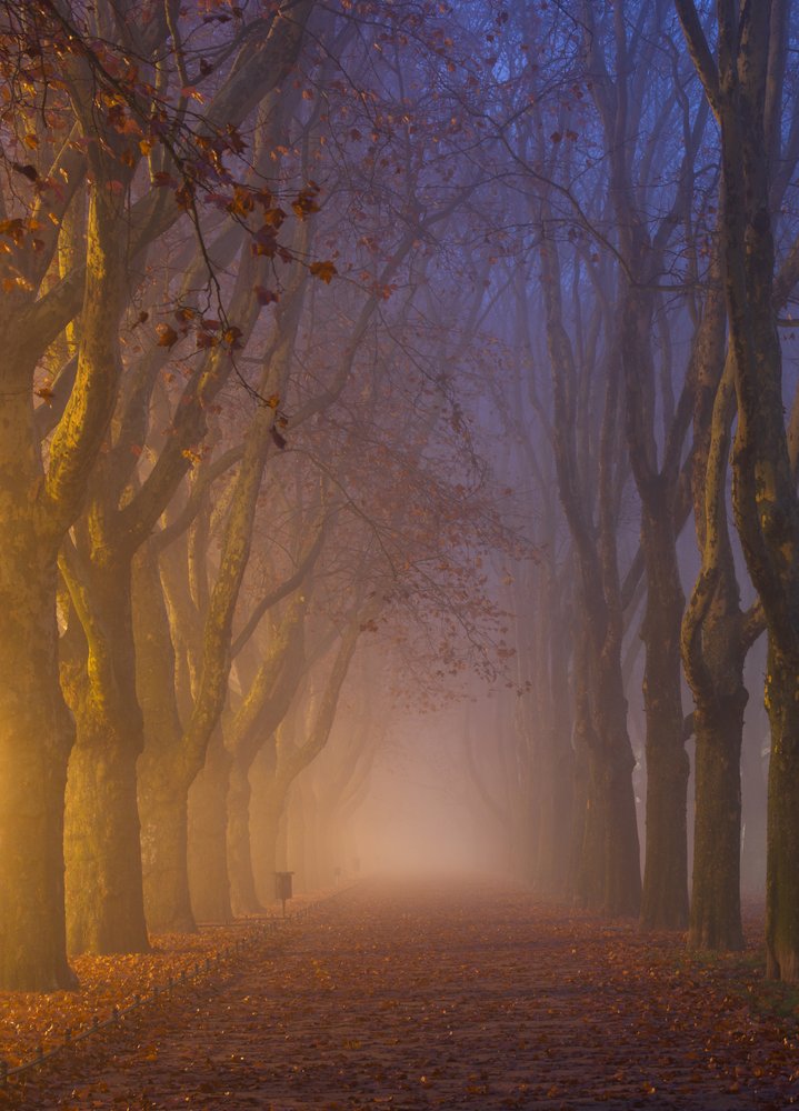 Golden Misty Path