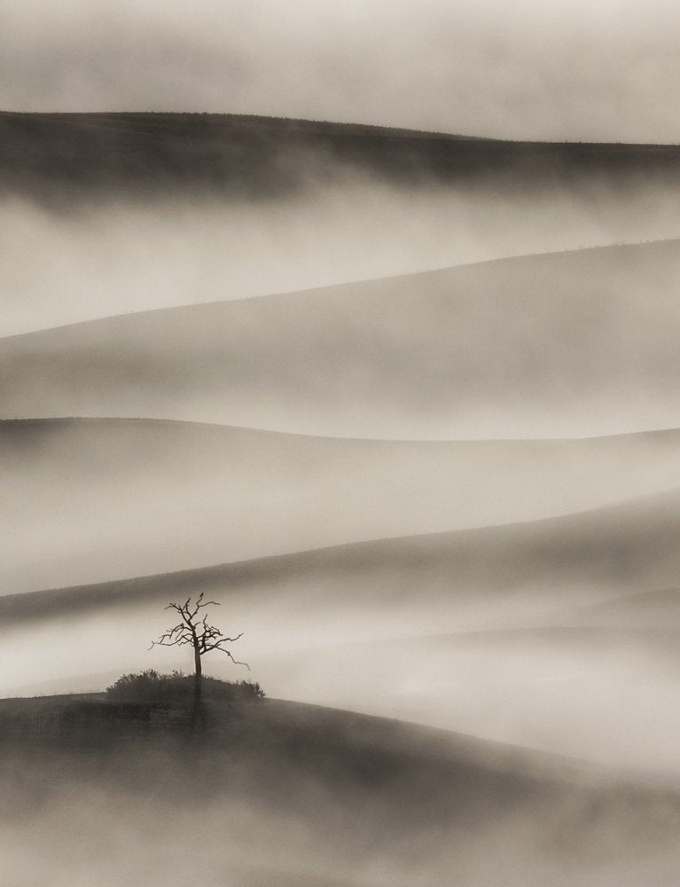 Solitary Tree Misty Hills