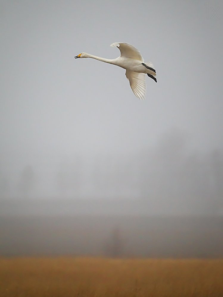 Misty Morning Swan Flight