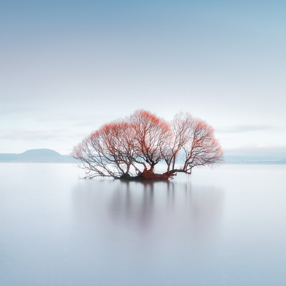 Red Tree Reflection