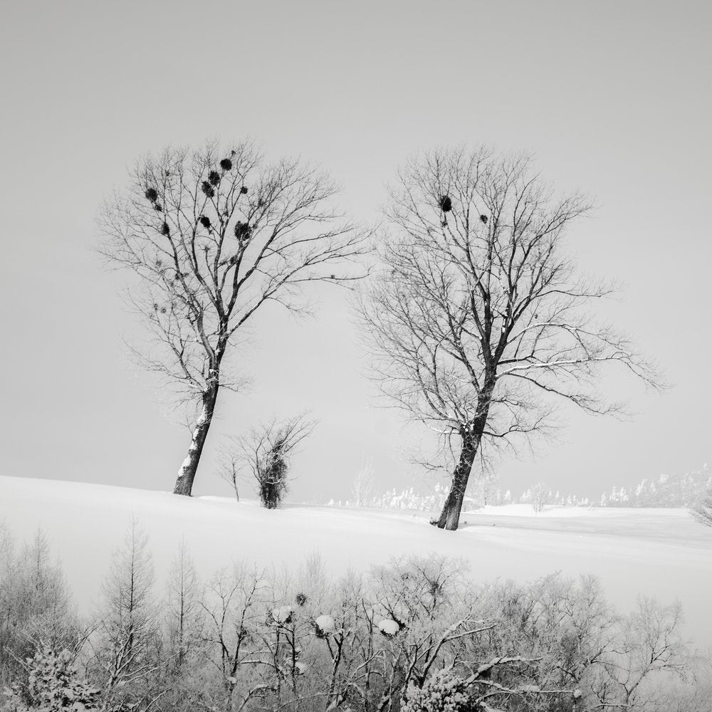 Stark Winter Trees