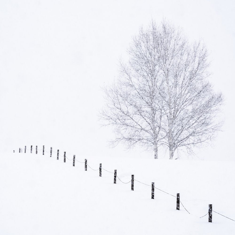 Silent Winter Trees