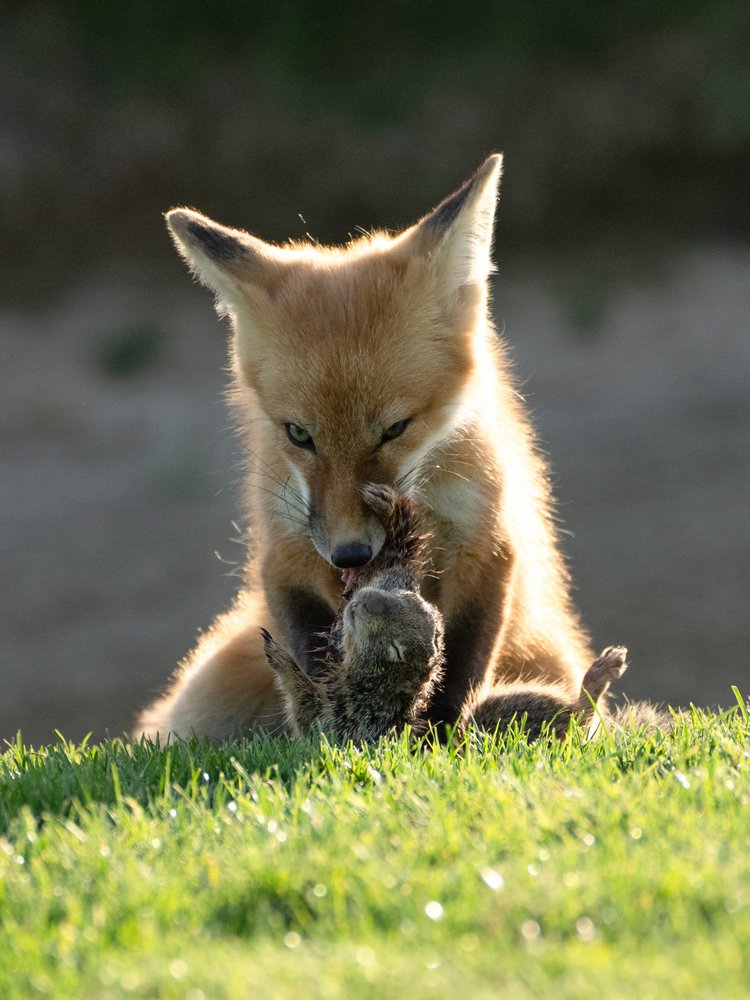 Golden Hour Fox Kit