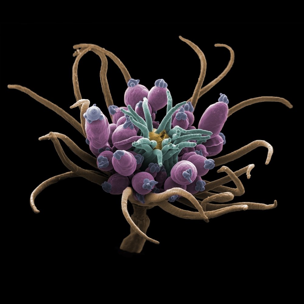 Vibrant Microscopic Organism