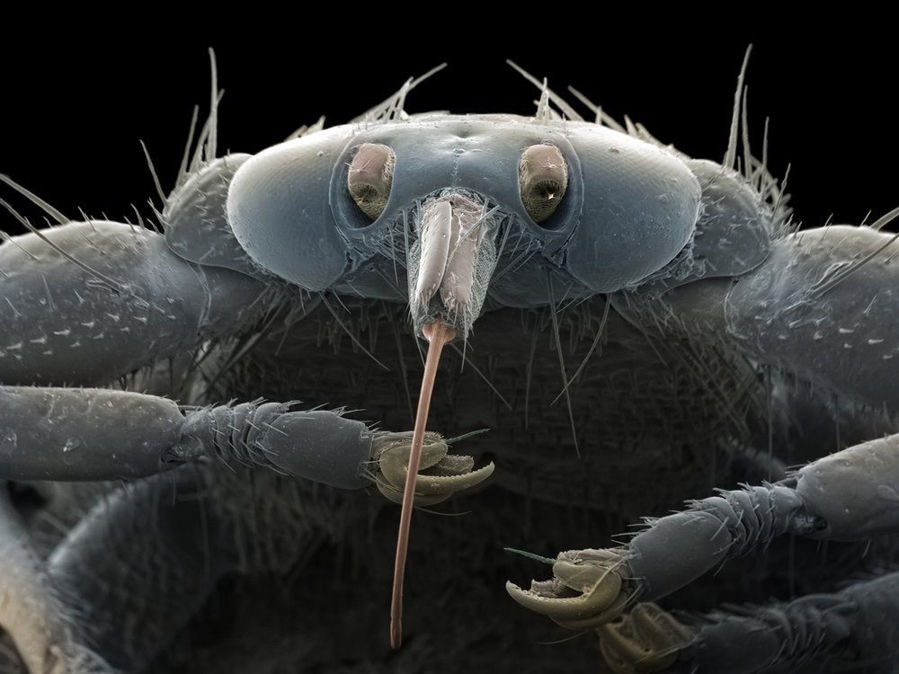Microscopic Insect Portrait