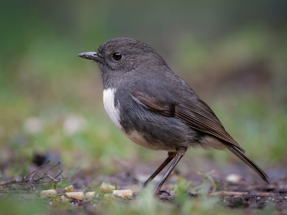 South Island Bush Robin
