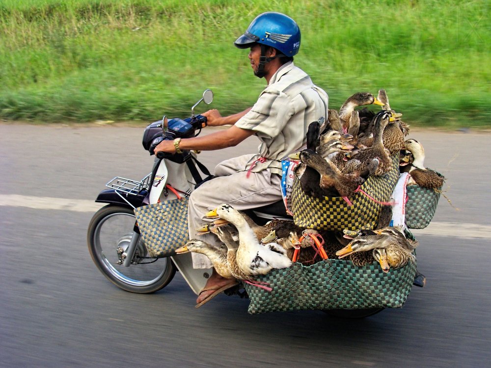 Ducks on a Scooter