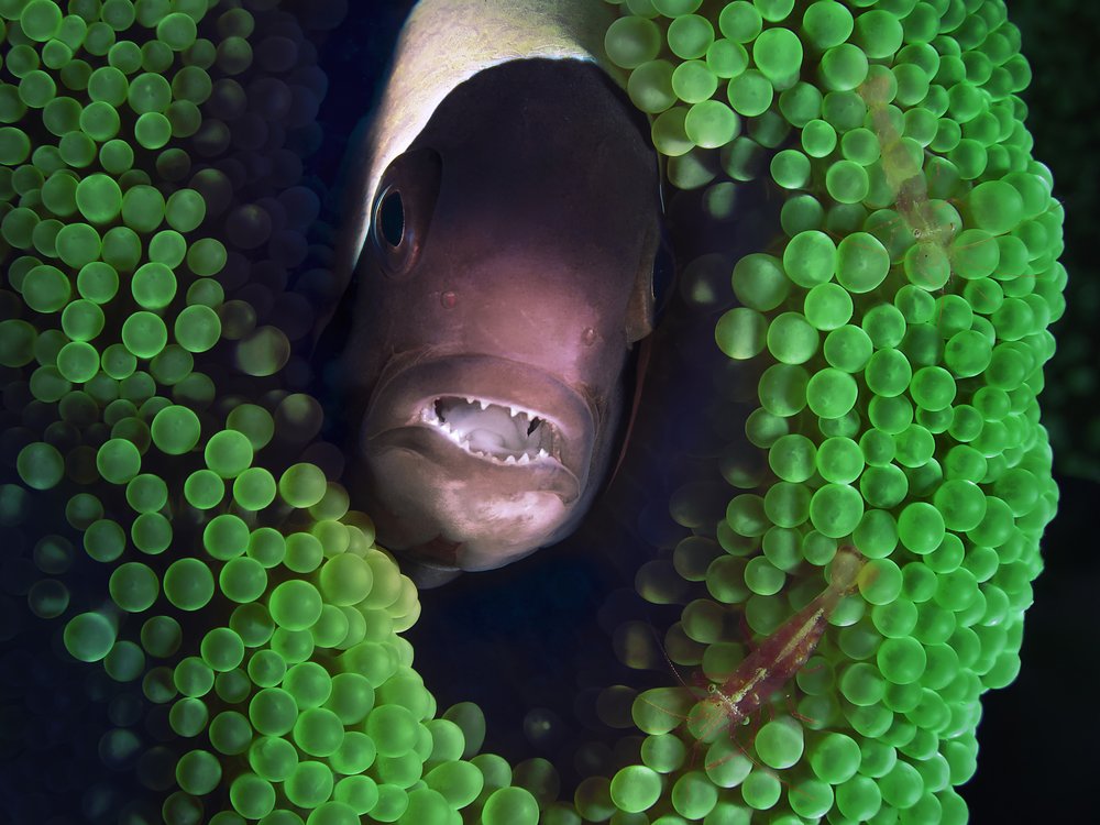 Curious Clownfish In Anemone
