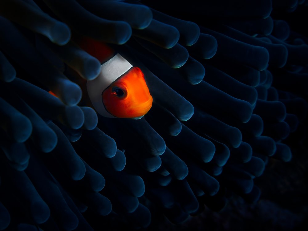 Clownfish In Blue Anemone