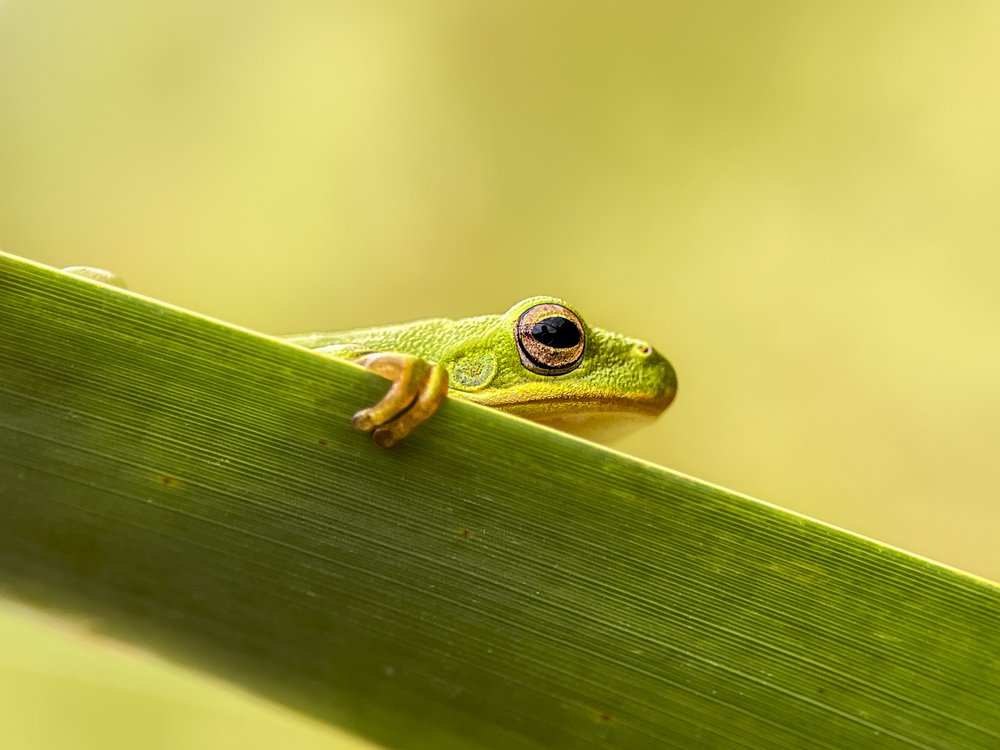I see you too