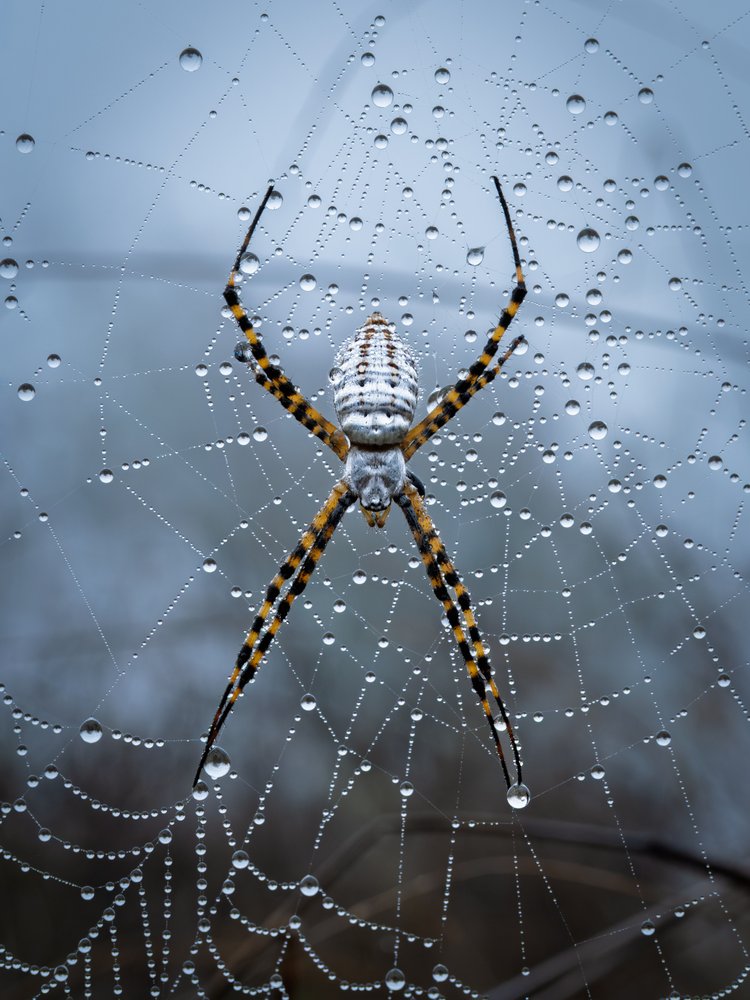 Vibrant Spider Dew Web