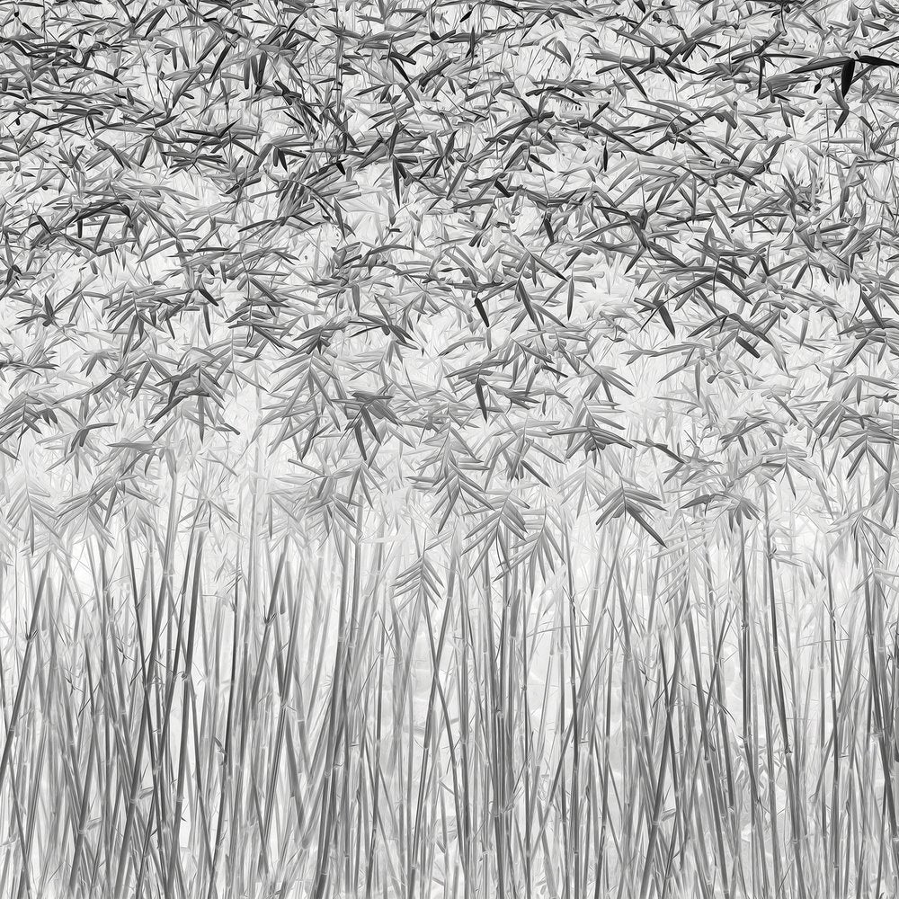 Serene Bamboo Forest