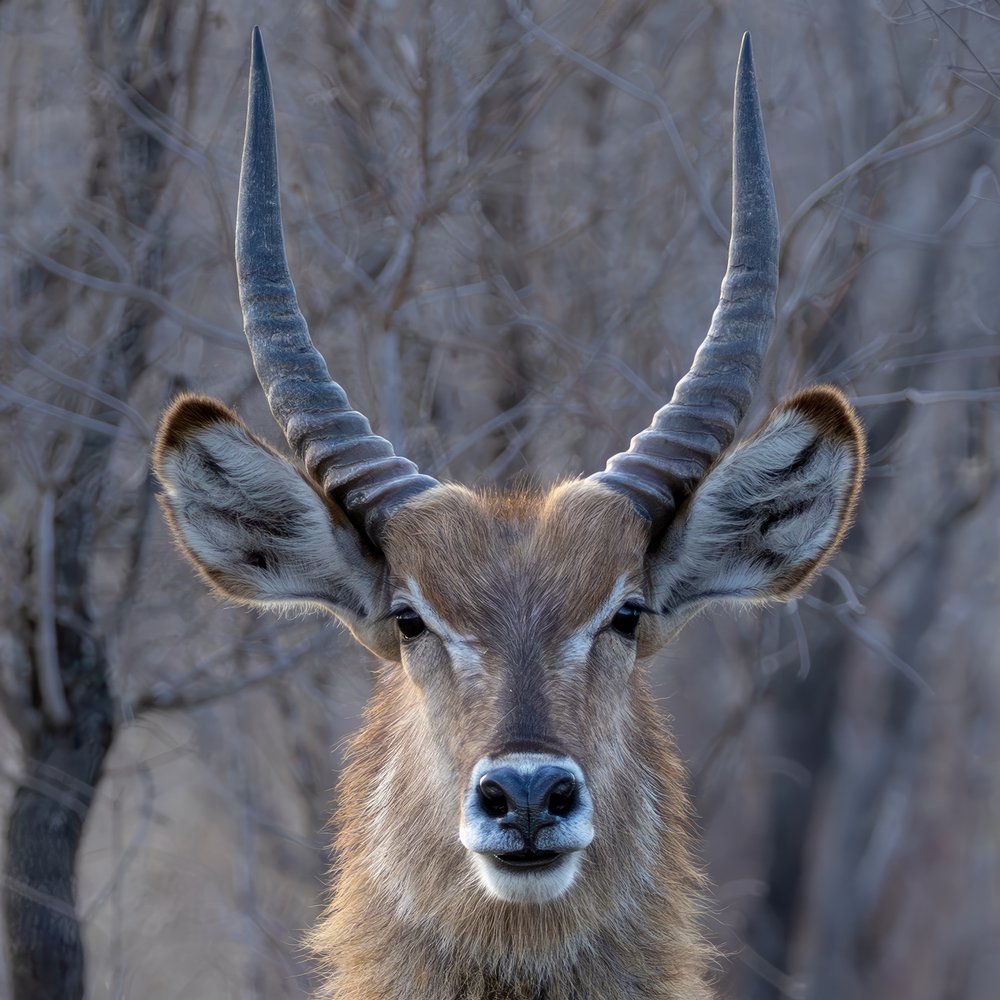 African Waterbuck Gaze