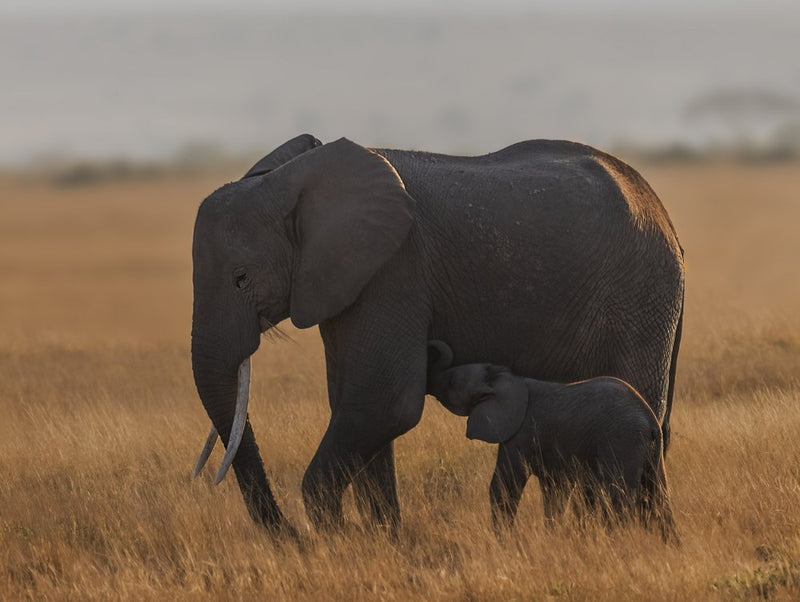 Mother Elephant Nursing