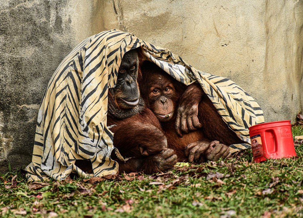 Cozy Orangutan Family