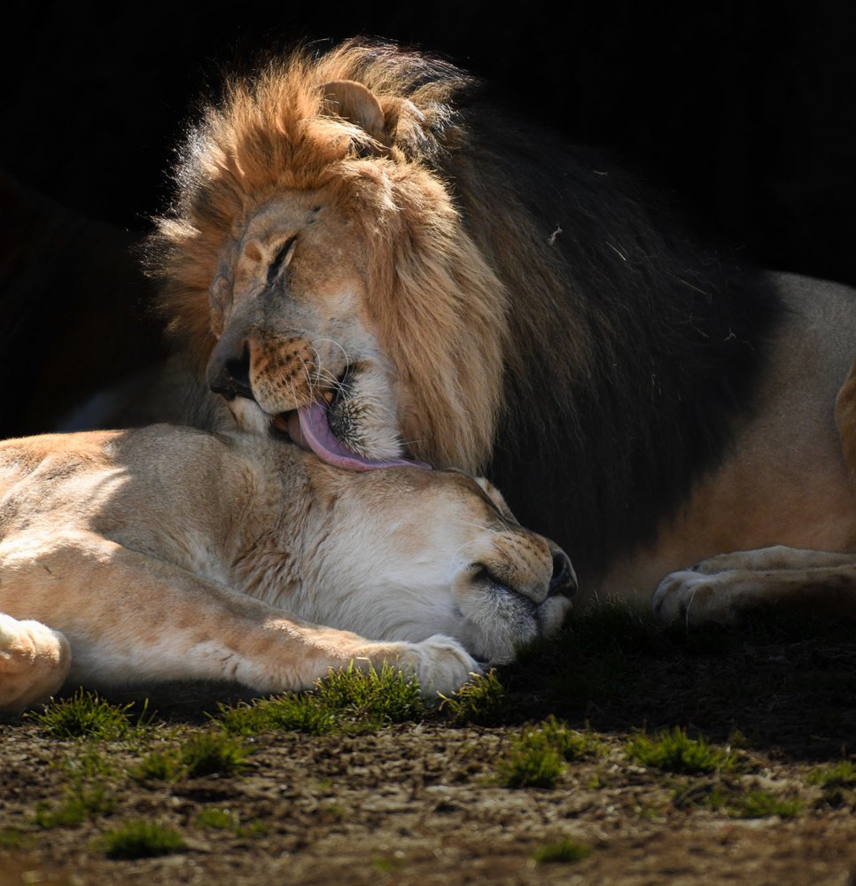 Bonded Lion Couple