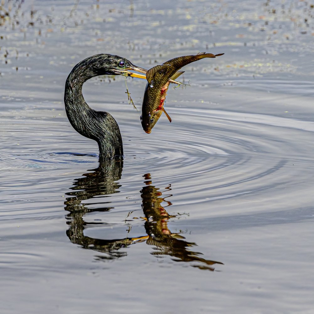 Anhinga Catches Fish