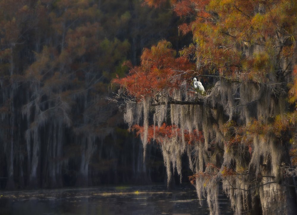 Autumn Egret Cypress Swamp