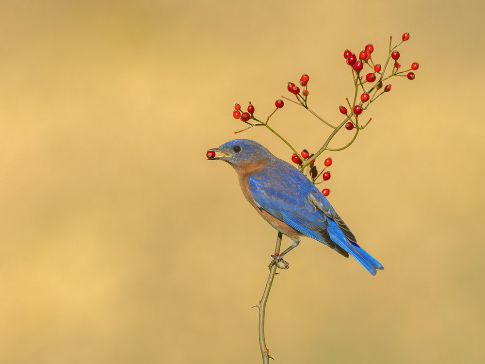 Bluebird with Red Berry