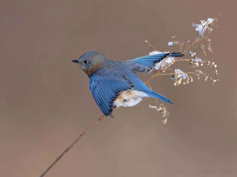 Peaceful Bluebird Winter