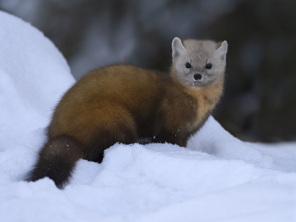 Cute Marten in Snow