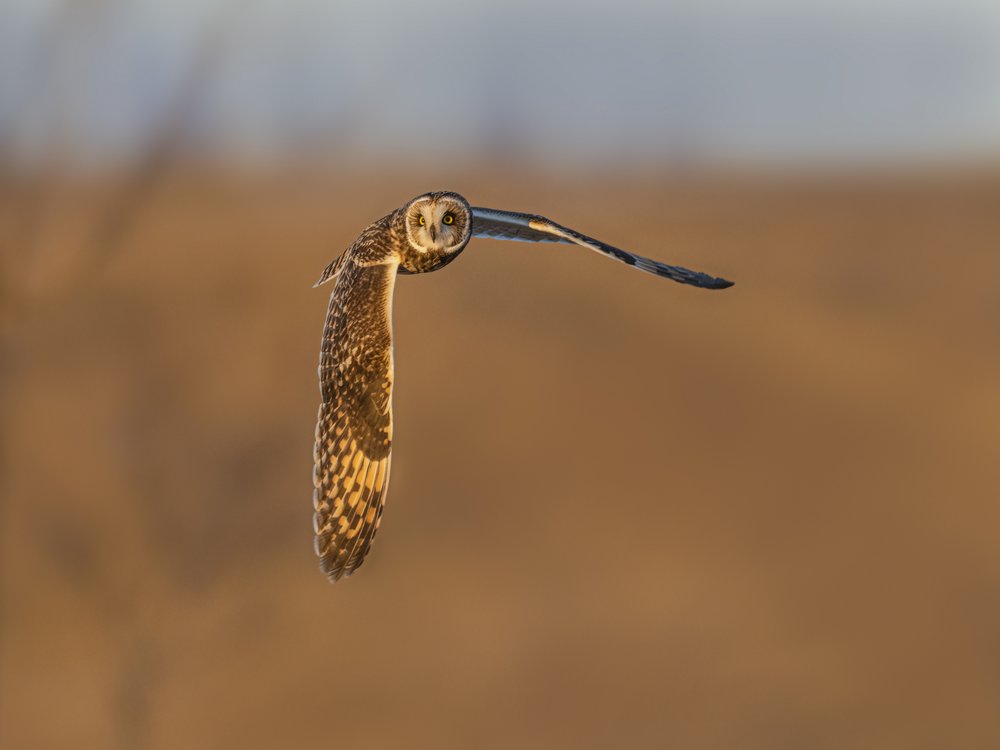 Golden Hour Owl Flight