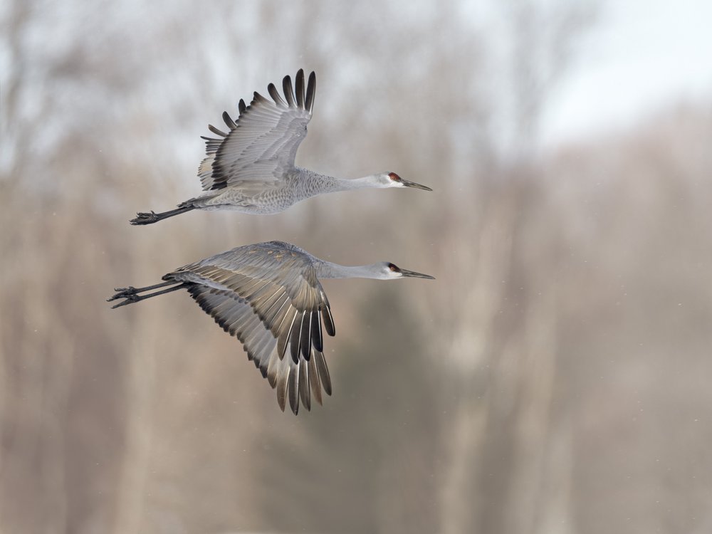 Sandhill Cranes Soaring