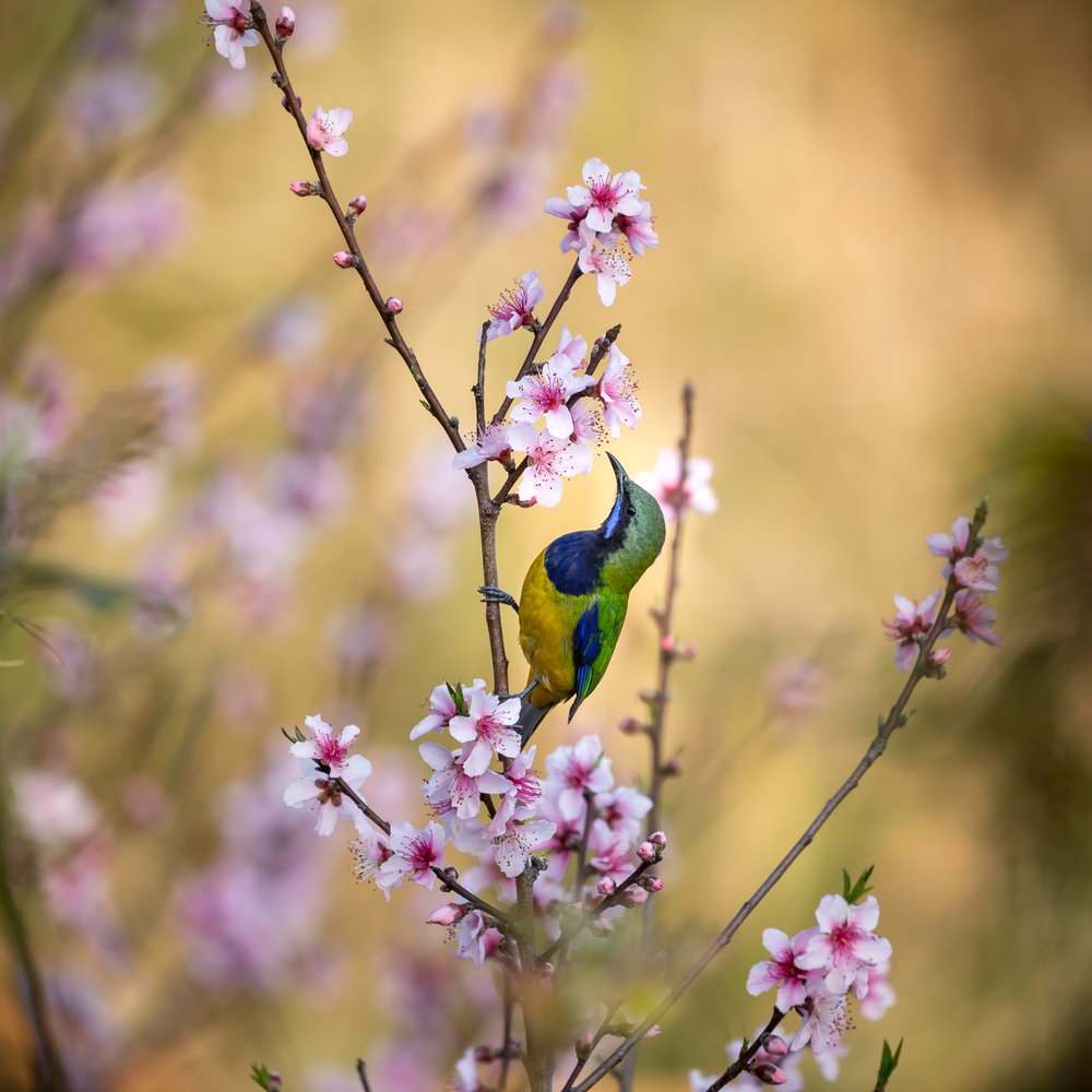 Bird Among Blossoms