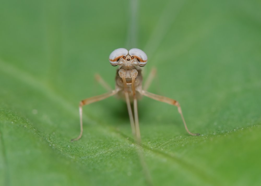 Big Eyed Fly