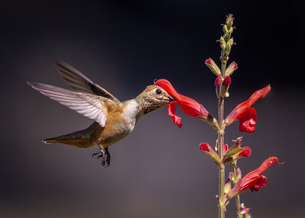 Hummingbird Nectar Sip
