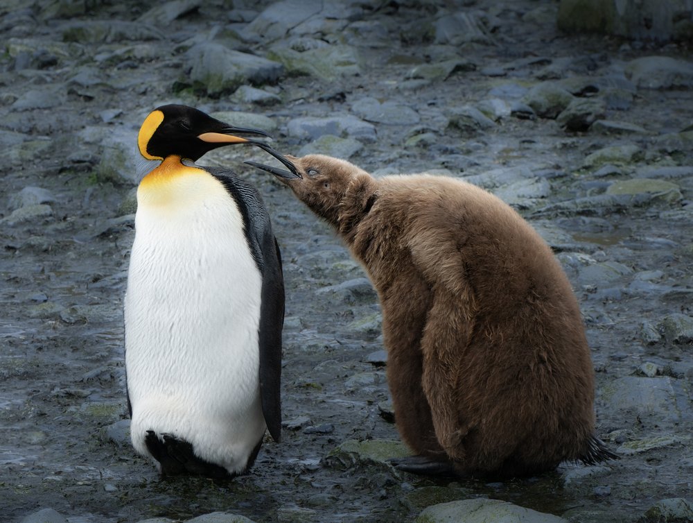 Fluffy King Penguin Chick