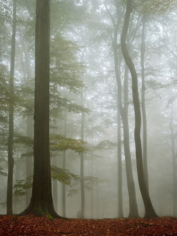 Misty Autumn Woods