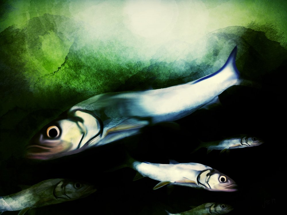 Swimming School of Fish