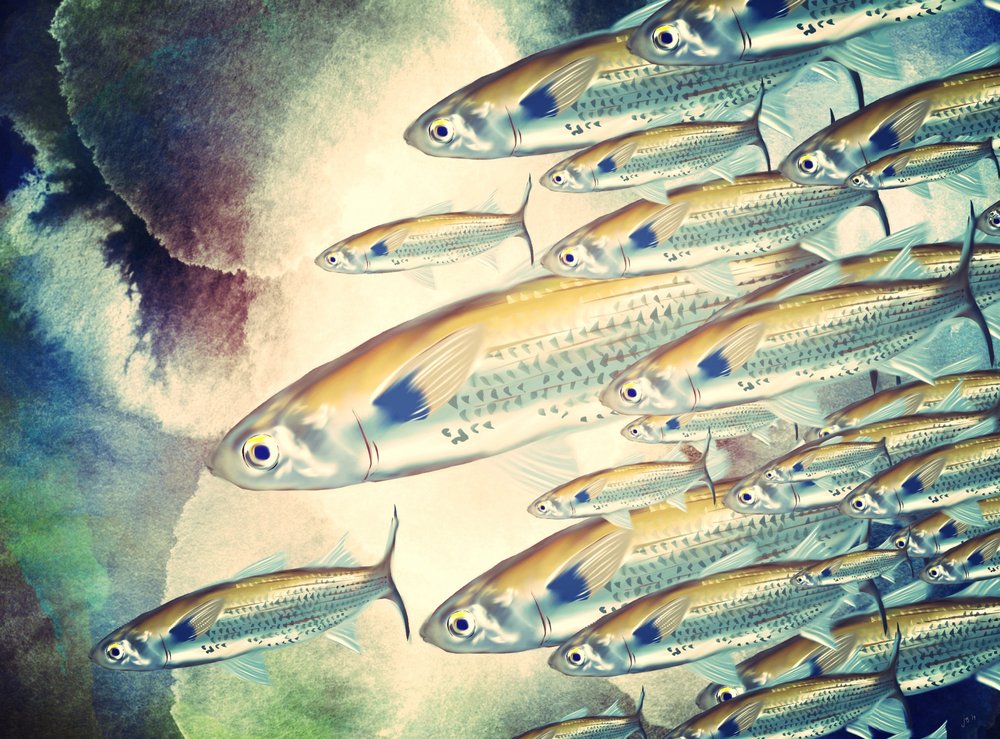 Shimmering Fish School