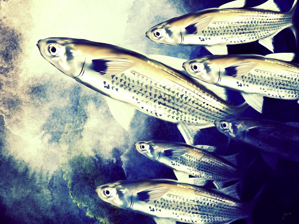 Swimming School of Fish
