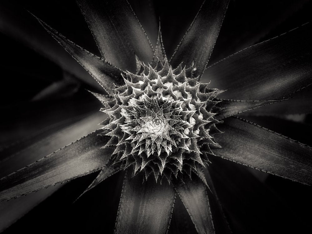 Pineapple Spiral Pattern